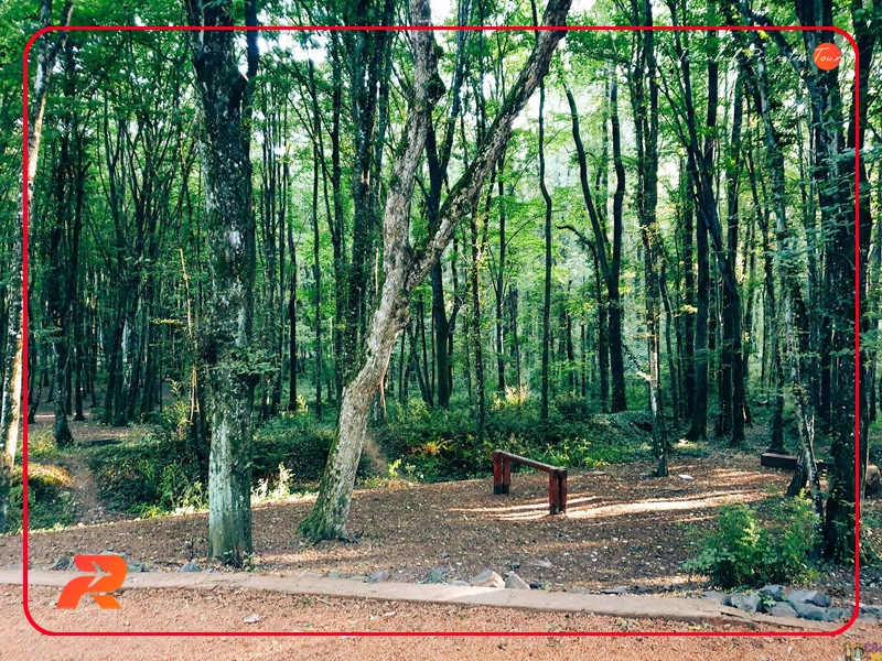 Belgrad Forest istanbul