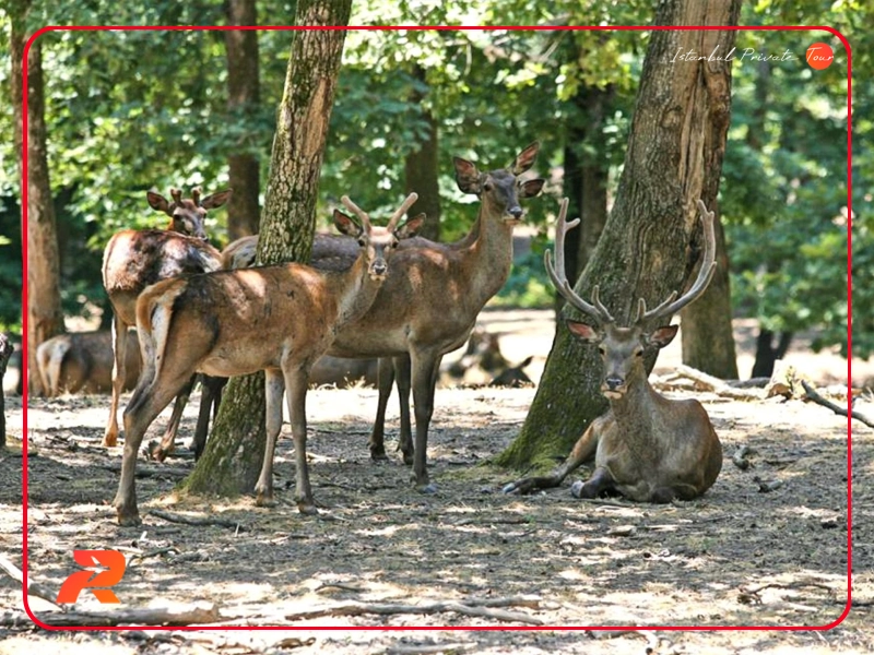 animals in belgrad forest